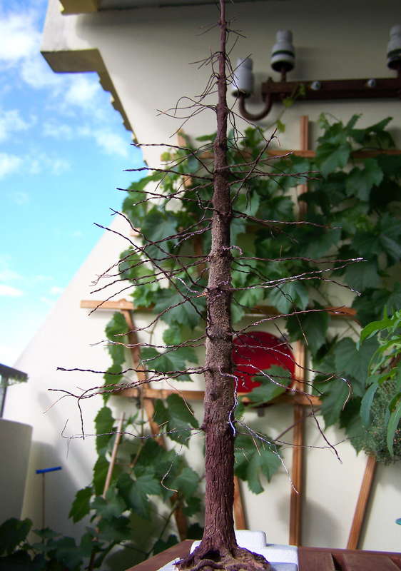 Fichte 30.07.2013