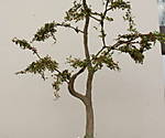 4346Aartalbahn_17_08_2014_d.jpg