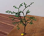 4346Ahorn_10_10_2013.jpg