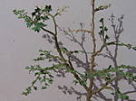 4346Ahornbaum_15_09_2013.jpg