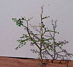 4346Ahornbaum_15_09_2013_a.jpg