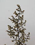 4346Artemisia_18_10_2014_c.jpg