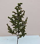 4346Artemisia_19_10_2014_a.jpg