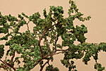 4346Baum_13_09_2014_a.jpg