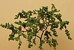 4346Baum_13_09_2014_b.jpg