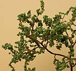 4346Baum_13_09_2014_c.jpg