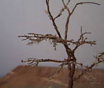 4346Baumrohling_23_08_13_a.jpg