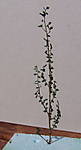 4346Birke_16_10_2013.jpg