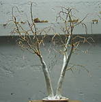 4346Birkenrohling_05_12_2013_a.jpg
