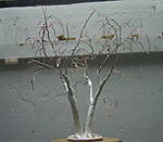 4346Birkenrohling_30_11_2013_a.jpg