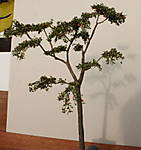 4346Buche_22_11_2014_a.jpg
