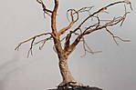 4346Eiche_26_10_2014.jpg