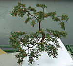 4346Eiche_28_01_2014.jpg