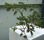 4346Eiche_28_01_2014_b.jpg