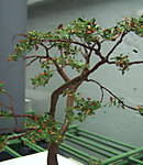 4346Eichen_ste_01_12_2013_b.jpg