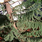 4346Fichte_01_09_2013_b.jpg