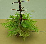 4346Fichte_06_11_2013.jpg