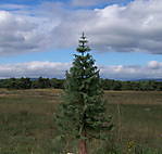 4346Fichte_15_09_2013_k.jpg