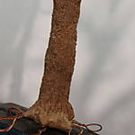 4346Fichte_18_09_2014.jpg