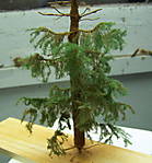 4346Fichte_29_05_2014.jpg