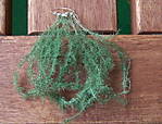 4346Fichtennadeln_30_07_13_a.jpg