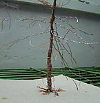 4346Fichtenrohling_27_05_13_b.jpg