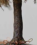 4346Fichtenstamm_29_09_2014.jpg