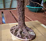 4346Fichtenstamm_31_07_13.jpg
