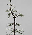 4346Kiefer_01_02_2017_a.jpg