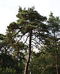 4346Kiefer_07_08_2014.jpg