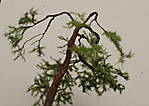 4346Kiefer_12_10_2014_e.jpg
