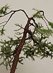 4346Kiefer_12_10_2014_f.jpg