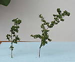 4346Labkraut_10_08_2014_a.jpg