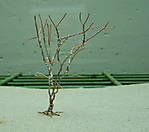 4346Strauchhasel_23_05_2013.jpg