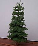 4346Tanne_01_11_2013.jpg