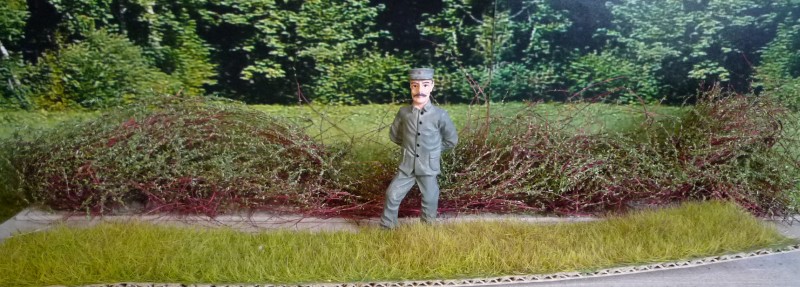 Brombeerhecke und Gras