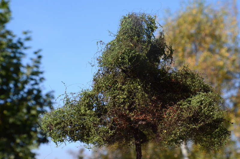 Baum_1