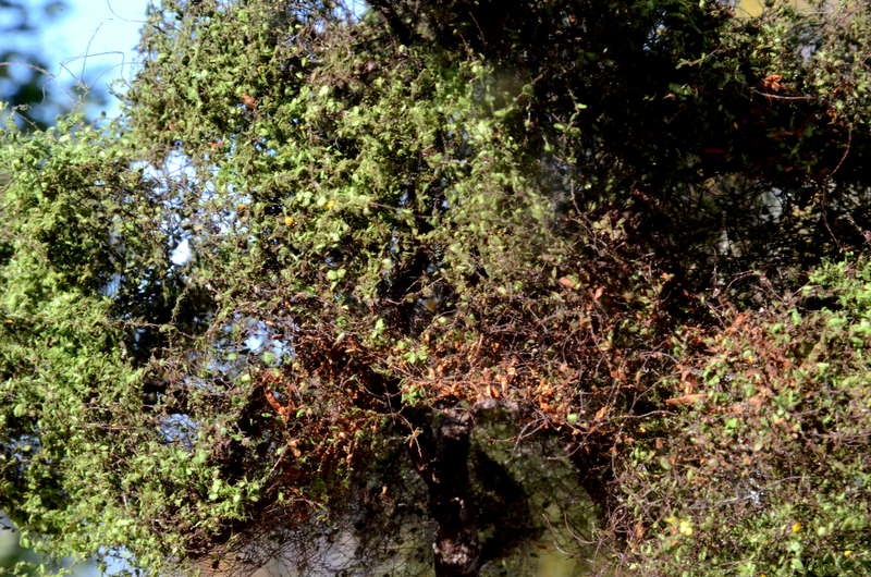 Baum_2