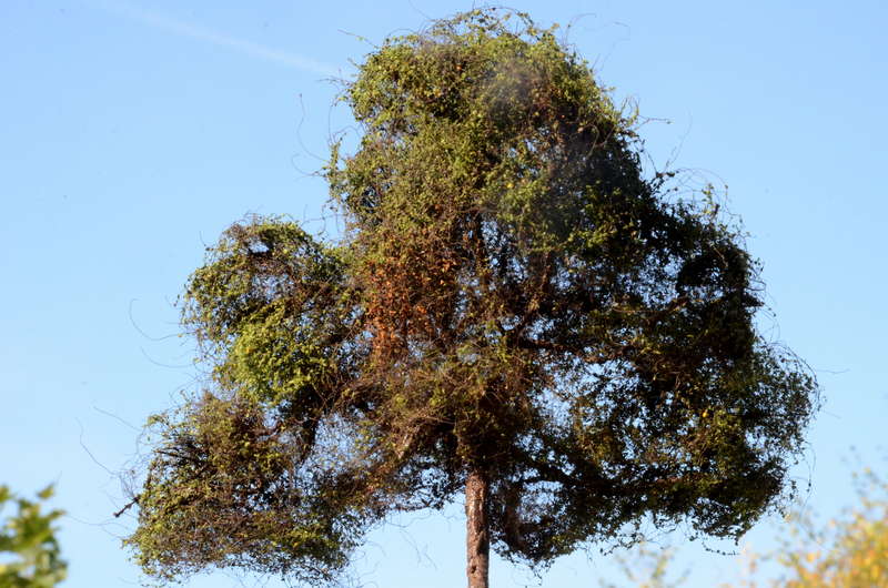Baum_3