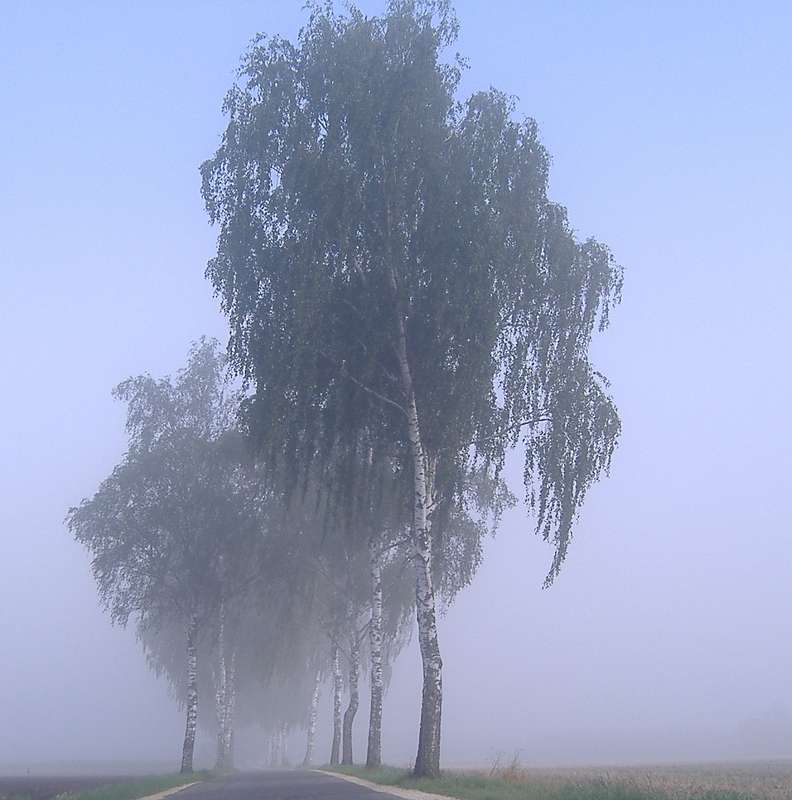 Birkenallee