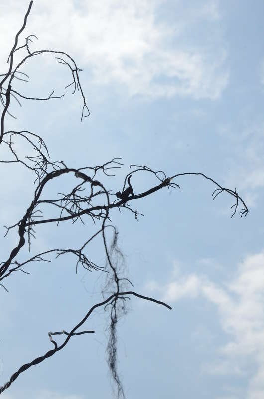 Vegetation_012