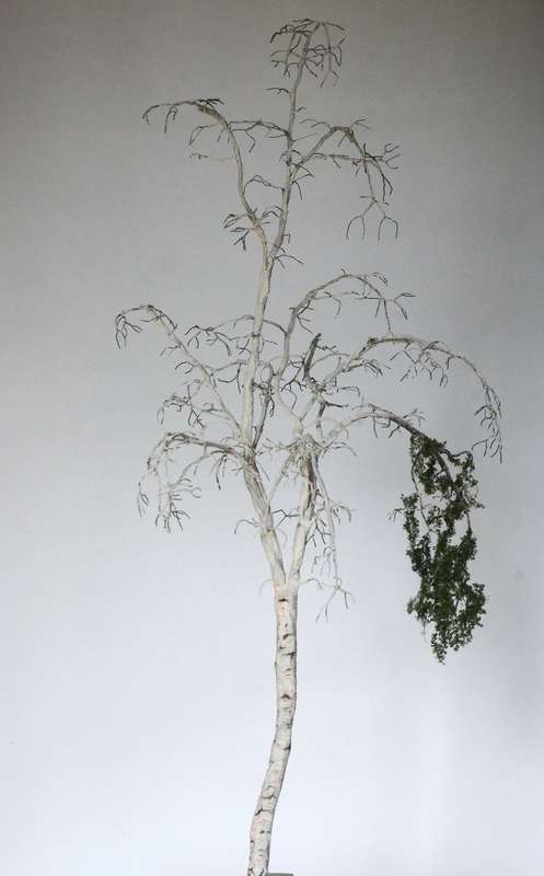 Vegetation_018