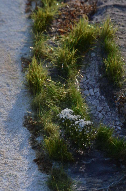 Vegetation_023