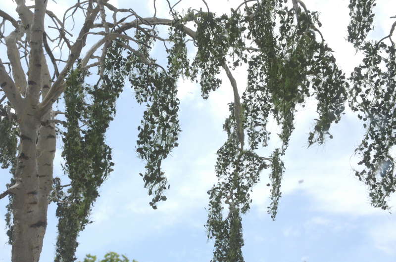 Vegetation_036