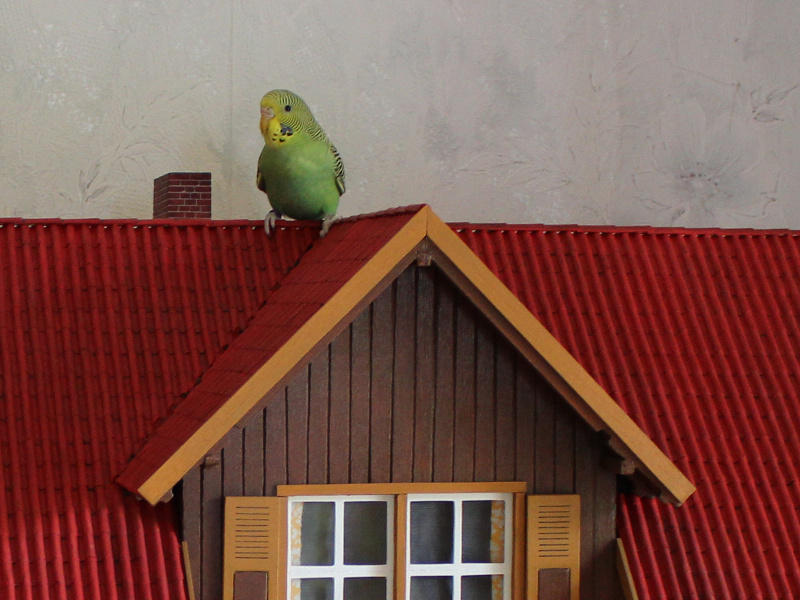 08Vogel
