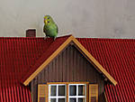 494908Vogel.jpg