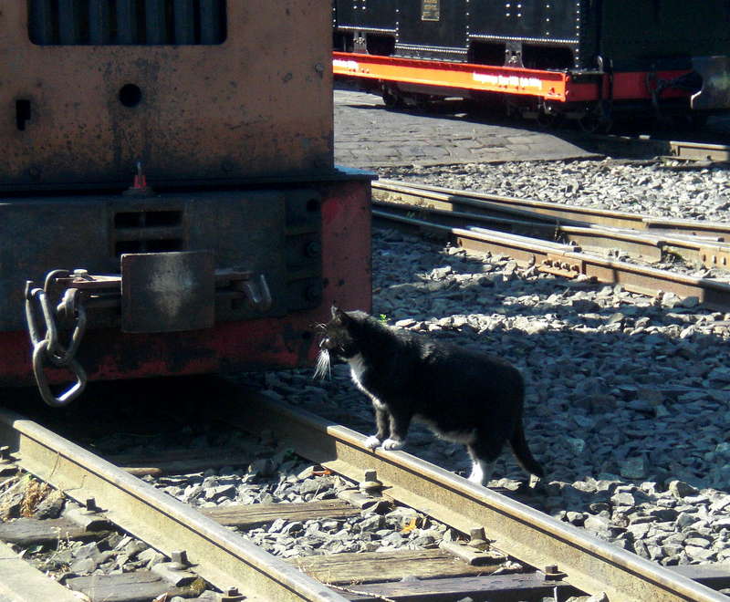 Feldbahnkater