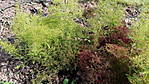 4346Seeschaum_23_07_2021_f.jpg