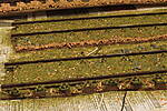 HpK0796.JPG
