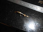 DSCN04241.JPG